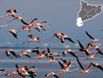 Delta de l'Ebre: Ver ficha